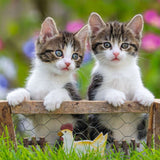 Puzzle: Cuddly Kittens